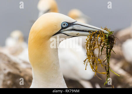 Northern Gannet, Morus bassanus, Nahaufnahme, Cape St. Mary's Ecological Reserve, Neufundland, Kanada, mit Nistmaterial Stockfoto