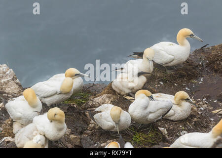 Northern Gannet, Morus bassanus, Küken mit einem Elternteil in ökologischen Cape St. Mary's finden, Neufundland, Kanada Stockfoto