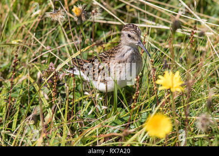 Mindestens sandpiper (Calidris minutilla) Kleinster shorebird, versteckt im Gras am Cape St. Mary's Neufundland, Kanada Stockfoto