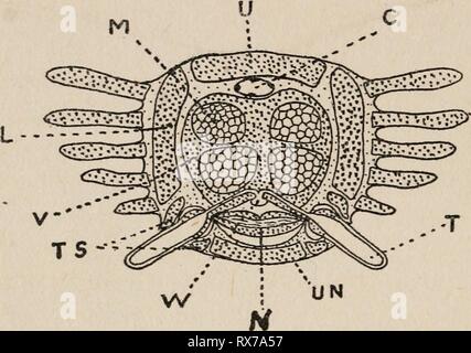 Stachelhäuter von Connecticut (1912) Stachelhäuter von Connecticut echinodermsofcon 00 coew Jahr: 1912 CONNECTICUT GEOL. Und NAT. HIST. Umfrage. [Bull. zentralen Hohlraum von Verdauungs- und Fortpflanzungsorgane besetzt, die körperhöhle im Arm des ophiuran ist nur durch einen schmalen Kanal (Abb. dargestellt. 10). Jeder Arm besteht aus einer großen Anzahl von ähnlichen Segmenten gemacht. Der Großteil der Arm besteht aus einer Reihe von Festen, zylindrischen Scheiben, genannt Wirbel, die so angeordnet sind, in einer einzigen Zeile zu Ende, und nach und nach an die Spitze des Arms. TS-- XS Abb. 10. Diagramm der Querschnitt der Arm einer Stockfoto