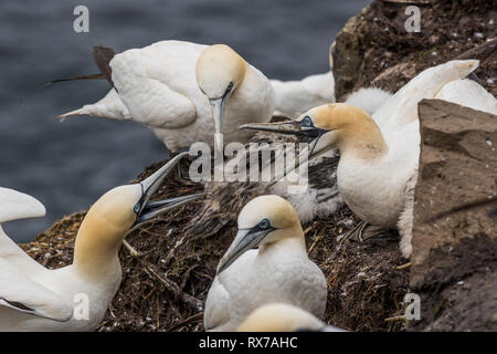 Vögel kämpfen, Northern Gannet, Morus bassanus, ökologische Cape St. Mary's finden, Neufundland, Kanada, Kolonie, Stockfoto