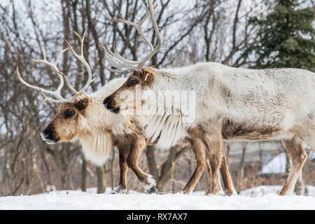 Beweidung woodland Caribou Karibus (Rangifer tarandus) im Winter, Schuß an Ecomuseum, Tierpark in Sainte-Anne-de-Bellevue, Québec, Schuß an Ecomuseum, Tierpark in Sainte-Anne-de-Bellevue, Québec Stockfoto