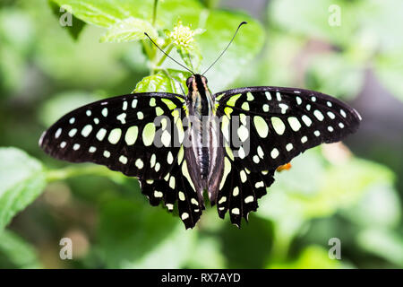 Tailed jay Schmetterling (Graphium agamemnon) Fütterung auf eine Blume, die Botanischen Gärten von Montreal, Quebec, Kanada Stockfoto