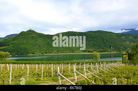 Kalterer See Weinberg, Kalterer See. Traube Plantage nahe Kalterer See in Bozen, Südtirol, Italien. Stockfoto