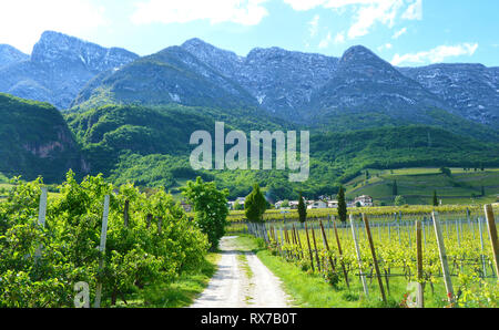 Kalterer See Weinberg, Kalterer See. Traube Plantage nahe Kalterer See in Bozen, Südtirol, Italien. Stockfoto