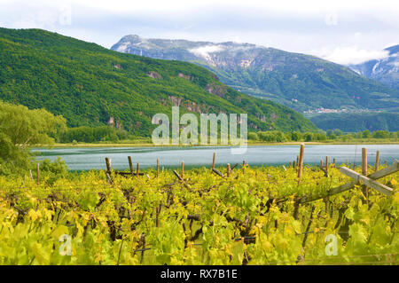 Kalterer See Weinberg, Kalterer See. Traube Plantage nahe Kalterer See in Bozen, Südtirol, Italien. Stockfoto