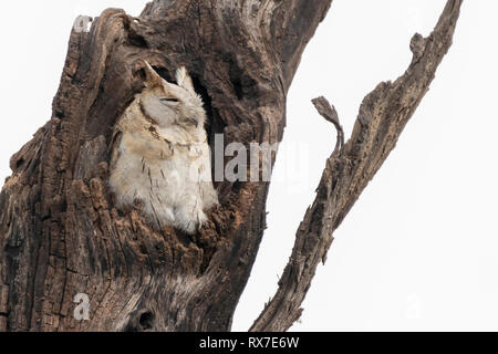 Indian scops Owl Stockfoto