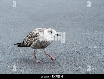 Juvenile Silbermöwe zu betteln. Stockfoto