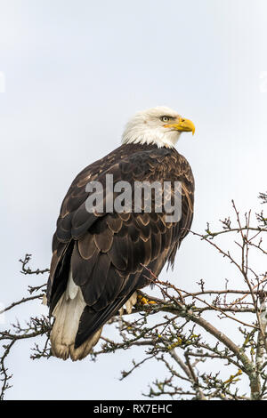 Der Weißkopfseeadler ist ein Raubvogel in Nordamerika gefunden. Ein Seeadler, es hat zwei bekannte Unterarten und bildet eine Art Paar mit den White-tailed eagle Stockfoto