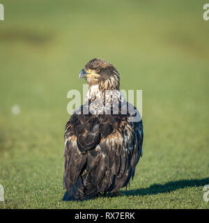 Der Weißkopfseeadler ist ein Raubvogel in Nordamerika gefunden. Ein Seeadler, es hat zwei bekannte Unterarten und bildet eine Art Paar mit den White-tailed eagle Stockfoto