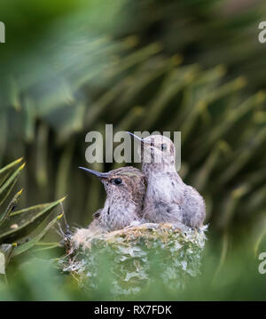 Anna's Kolibri (Calypte anna), eine mittlere Hummingbird native an der Westküste von Nordamerika, Stockfoto