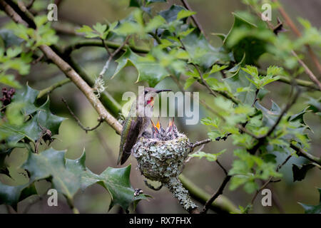 Anna's Kolibri (Calypte anna), eine mittlere Hummingbird native an der Westküste von Nordamerika, Stockfoto