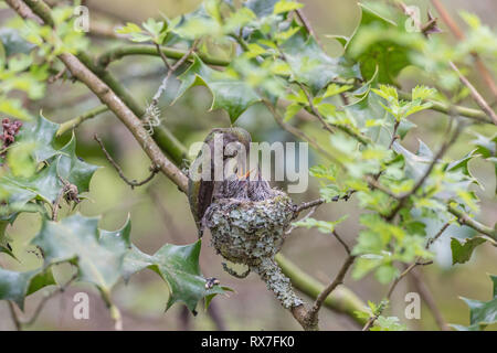 Anna's Kolibri (Calypte anna), eine mittlere Hummingbird native an der Westküste von Nordamerika, Stockfoto