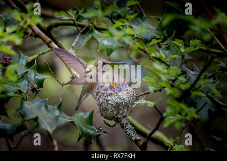 Anna's Kolibri (Calypte anna), eine mittlere Hummingbird native an der Westküste von Nordamerika, Stockfoto