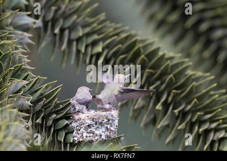 Anna's Kolibri (Calypte anna), eine mittlere Hummingbird native an der Westküste von Nordamerika, Stockfoto