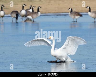 Bewick's Swan (Cygnus columbiana bewickii) gleiten auf Eis nach der Landung auf einem gefrorenen Marschland Pool in der Nähe von Kanadagänse (Branta canadensis), UK. Stockfoto