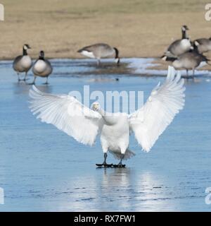 Bewick's Swan (Cygnus columbiana bewickii) gleiten auf Eis nach der Landung auf einem gefrorenen Marschland Pool in der Nähe von Kanadagänse (Branta canadensis), UK. Stockfoto