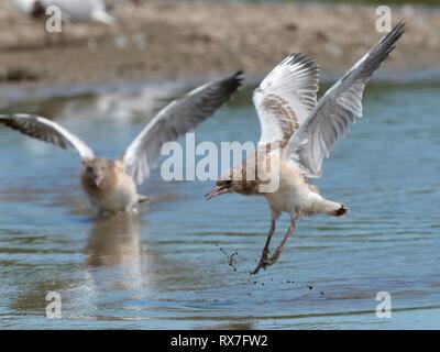 Lachmöwe (Chroicocephalus ridibundus), Küken, die Ausübung ihrer Flügel und Lernen am Rande der flachen See, Gloucestershire, UK zu fliegen. Stockfoto