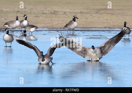 Zwei Kanadagänse (Branta canadensis) gleiten auf Eis wie Sie landen auf einem gefrorenen Marschland Pool mit anderen im Hintergrund, Gloucestershire, UK. Stockfoto