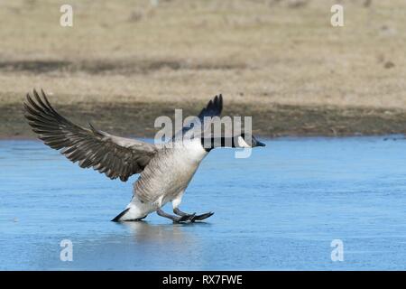 Kanadagans (Branta canadensis) gleiten auf Eis wie es landet auf einem gefrorenen Marschland Pool, Gloucestershire, UK, Februar. Stockfoto