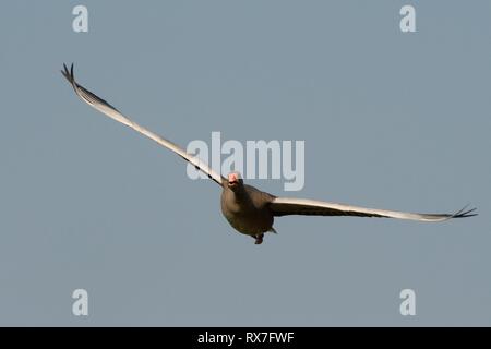 Graugans (Anser anser) im Flug, Kopf, Gloucestershire, Großbritannien, Oktober. Stockfoto