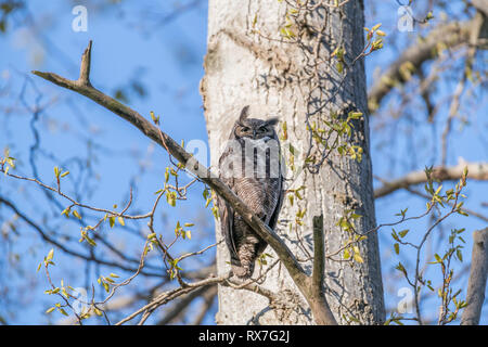 Great Horned Owl, Bubo virginianus, Stockfoto