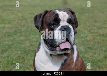 Cute gestromten Boxer Welpen hautnah. Heimtiere. Reinrassigen Hund. Stockfoto