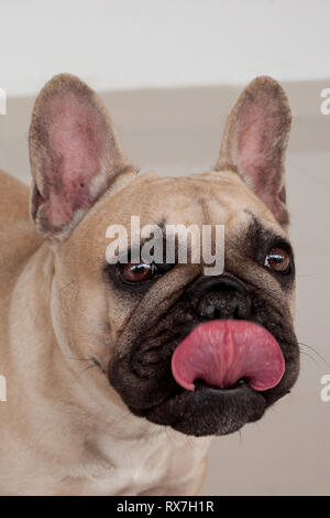 Schwarz vermummte fawn Französische Bulldogge Welpen. Heimtiere. Reinrassigen Hund. Stockfoto