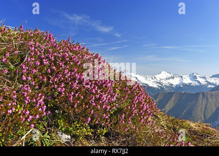 Strauch von Erica Dryas (Winter Heide, im Winter blühende Heidekraut, Feder Heide, Alpine Heath) in den Tiroler Alpen, Österreich. Selektiver Fokus Stockfoto