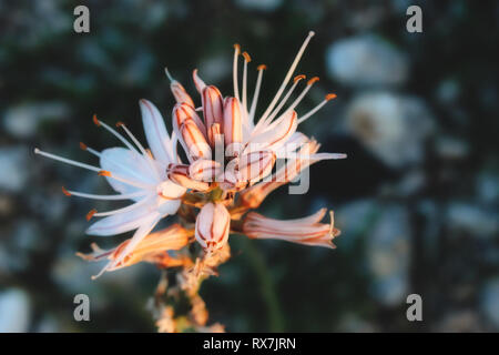 Asphodel exotische Blume mit verschwommenen Hintergrund Stockfoto