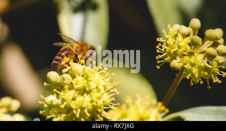 Nahaufnahme der Europäischen Honigbiene (Apis mellifera), sitzen auf einer Blume im wilden Pollen sammeln Stockfoto