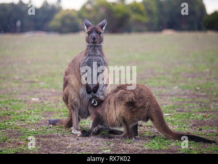 Die wilden famale Känguru Füttern ihr Joey aus der Tasche. Australien Stockfoto