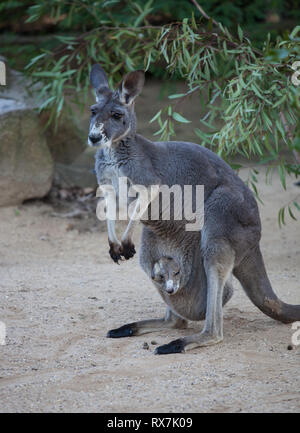 Close up Portrait famale Kangaroo mit niedlichen Joey in der Tasche. Australien Stockfoto