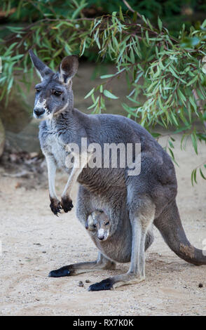 Close up Portrait famale Kangaroo mit niedlichen Joey in der Tasche. Australien Stockfoto