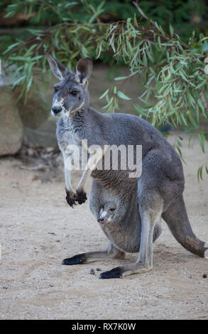 Close up Portrait famale Kangaroo mit niedlichen Joey in der Tasche. Australien Stockfoto