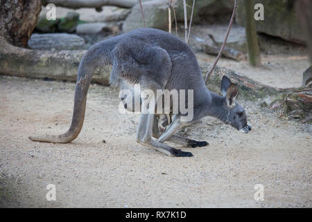 Close up Portrait famale Kangaroo mit niedlichen Joey in der Tasche. Australien Stockfoto