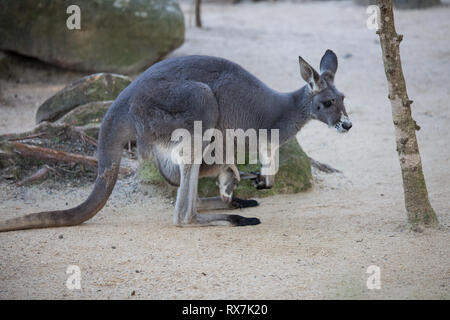 Close up Portrait famale Kangaroo mit niedlichen Joey in der Tasche. Australien Stockfoto