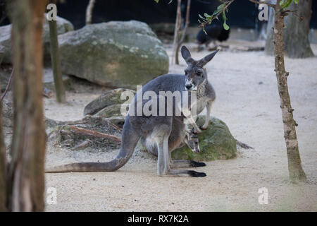 Close up Portrait famale Kangaroo mit niedlichen Joey in der Tasche. Australien Stockfoto