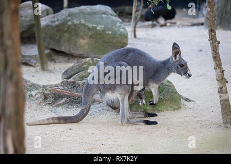 Close up Portrait famale Kangaroo mit niedlichen Joey in der Tasche. Australien Stockfoto