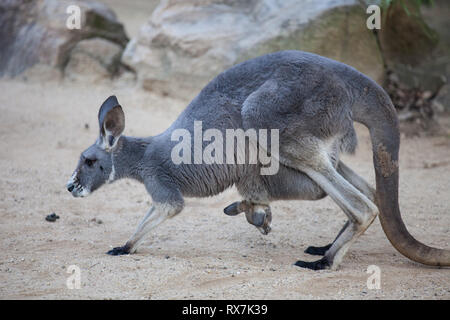 Close up Portrait famale Kangaroo mit niedlichen Joey in der Tasche. Australien Stockfoto