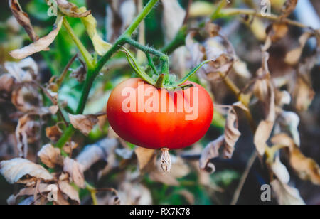 Eine einzelne, leuchtend rote Tomaten hängen von einem grünen Stiel Stockfoto