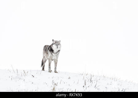 Grauer Wolf oder Timber Wolf, Canis lupis, Manitoba, Kanada. Stockfoto