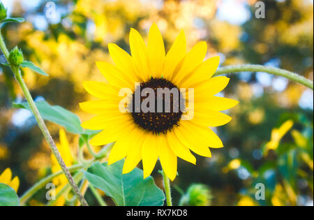 Große offene Sonnenblumen mit gelben Blüten in einem perfekten Kreis draußen in der Landschaft Stockfoto