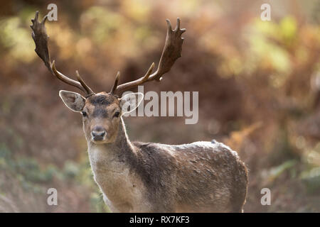 Damwild, Dama Dama, Knole Park, Kent, Großbritannien, Herbst Wald, männlich Stockfoto