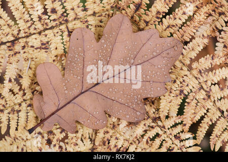 Eichenlaub, auf Farnblätter, braun Farben des Herbstes, mit Regentropfen, Thornden Woods, Kent, Großbritannien Stockfoto