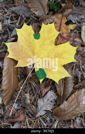 Feld Maple Leaf, Acer campestre, auf Waldboden, Herbst, Thornden Woods, Kent, Großbritannien Stockfoto
