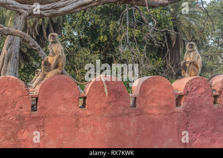 Grau Langur Affe sitzt auf die Ruinen in Ranthambore Nationalpark in Indien Stockfoto