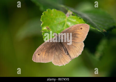 Wiese Braun Schmetterling, männlich, Pyrausta aurata, Thornden Woods, Kent, Großbritannien, RSPB Reservat, Flügel öffnen, Braun Stockfoto
