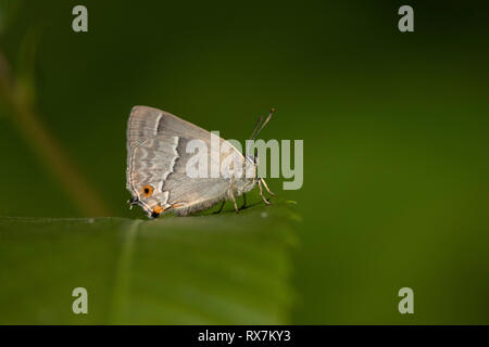 Purple Hairstreak Schmetterling, Favonius Quercus, Thornden Woods, Kent, Großbritannien, RSPB Reservat, in Oak Woodlands gefunden, Seitenansicht, die Unterseite der Flügel, Stockfoto