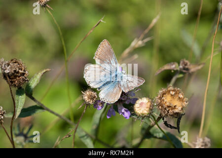 Gemeinsame Blauer Schmetterling, Weiblich, Polyommatus Icarus, Flügel öffnen, Bredhurst Wald & Wiese, Kent GROSSBRITANNIEN Stockfoto
